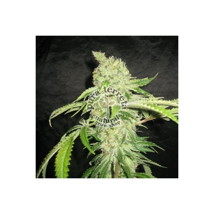 Auto Northerm Light Pyramid seeds.