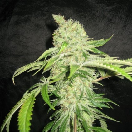 Auto Northerm Light Pyramid seeds.