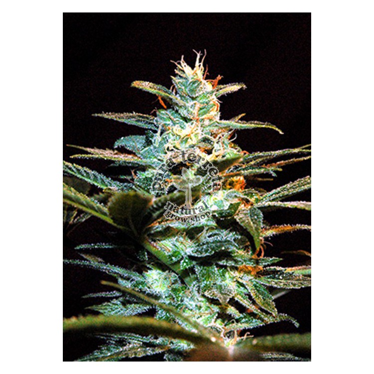 Ice Cool  Sweet seeds