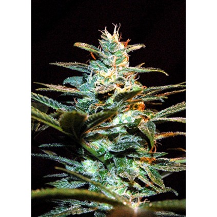 Ice Cool  Sweet seeds