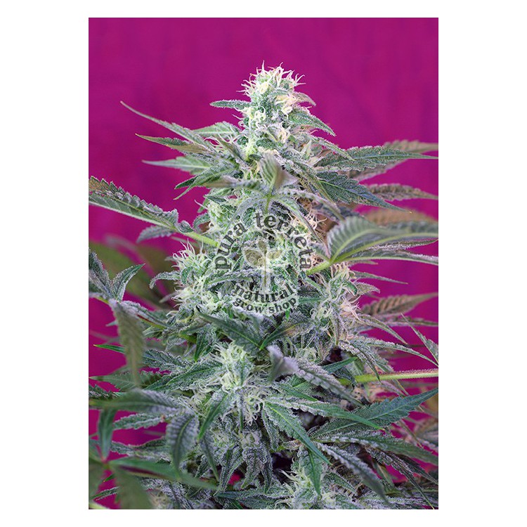 Big Foot Sweet seeds