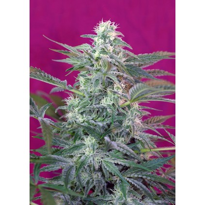 Big Foot Sweet seeds