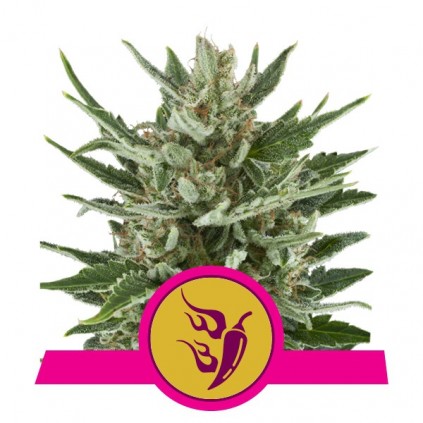 Speedy Chile (Fast Flowering) RQS