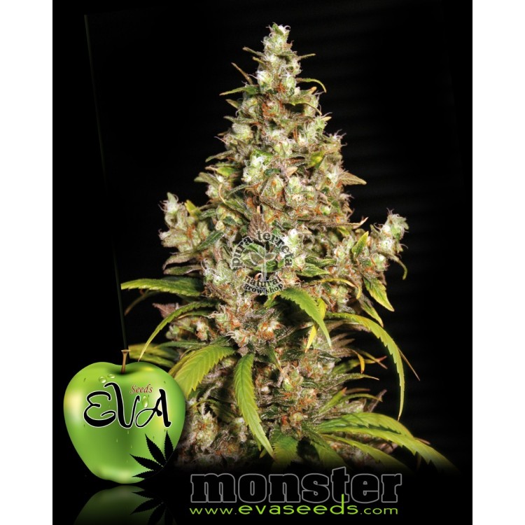 Monster Eva female