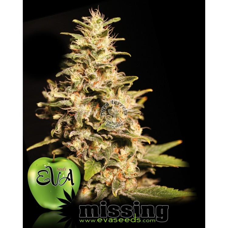 Missing Eva female