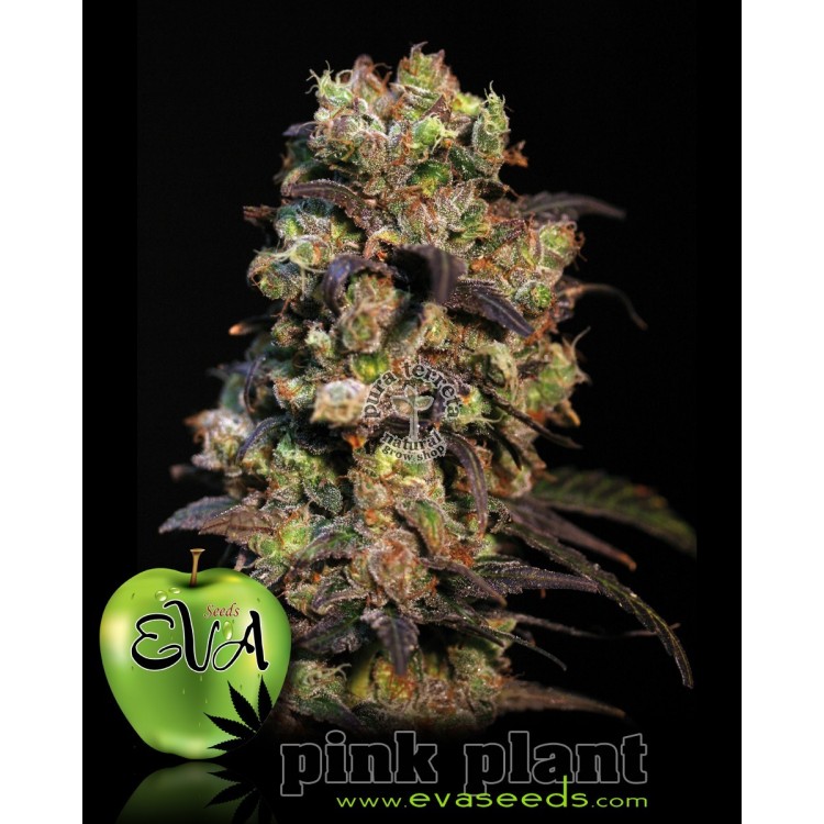 Pink Plant  Eva female