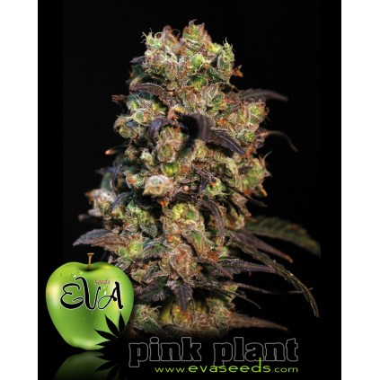 Pink Plant  Eva female
