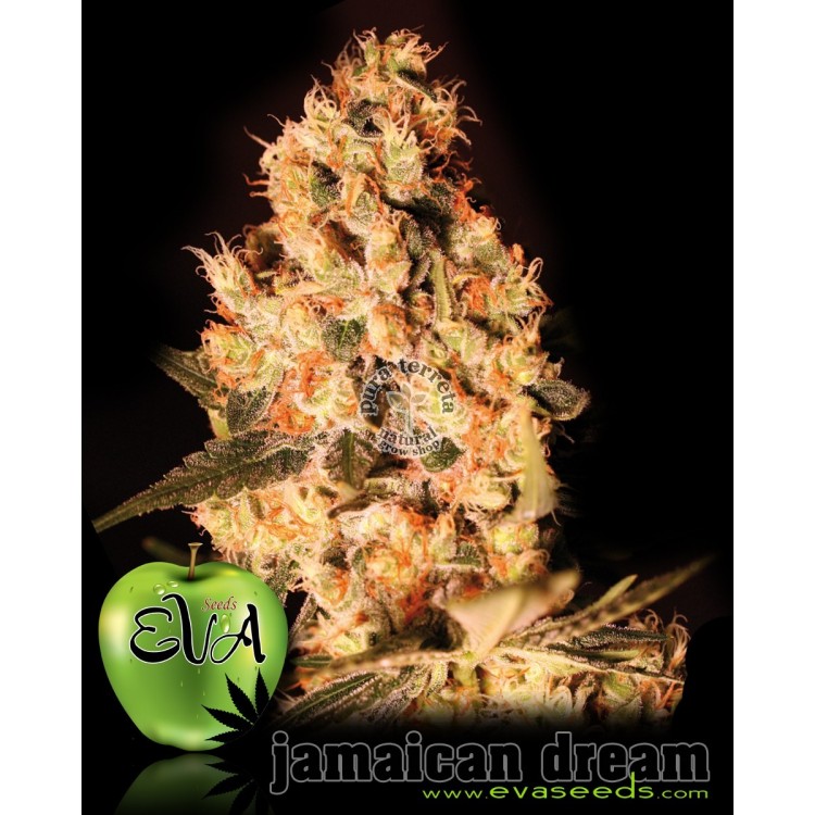 Jamaican Dream  Eva female