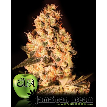 Jamaican Dream  Eva female