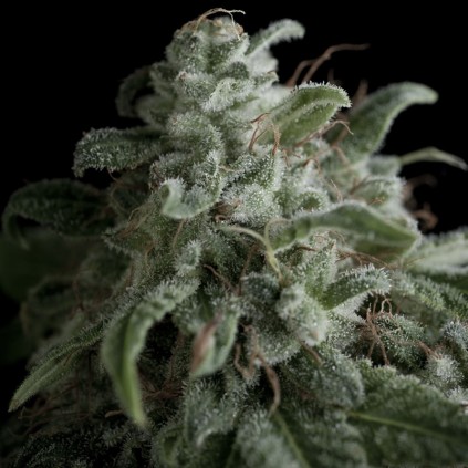 Nefertiti Pyramid Seeds