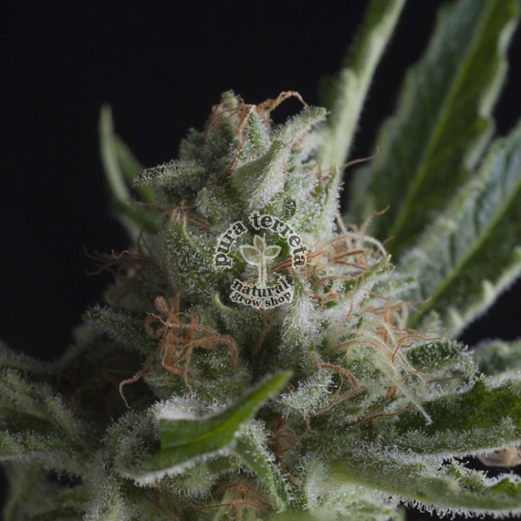 Shark Pyramid Seeds