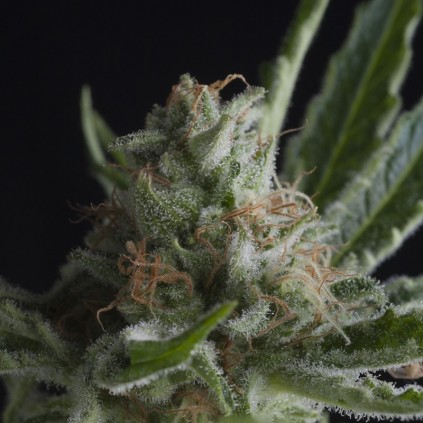 Shark Pyramid Seeds
