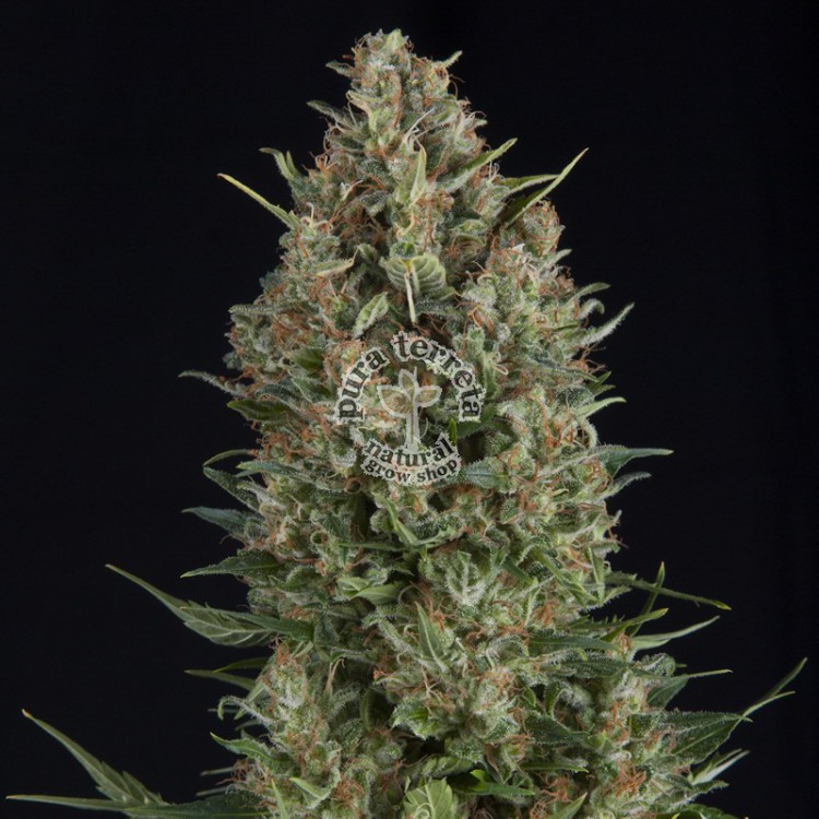 Wembley Pyramid Seeds