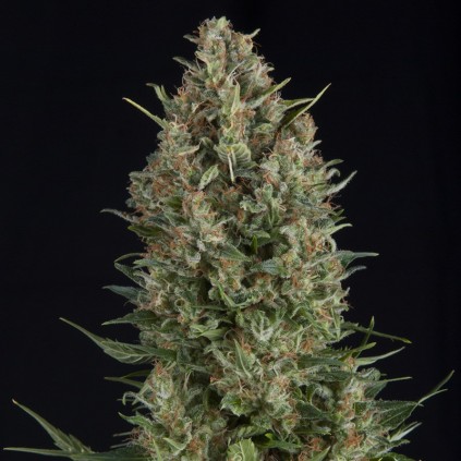 Wembley Pyramid Seeds