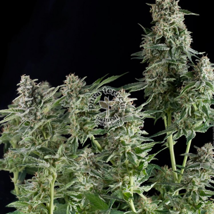 Northern Lights Pyramid Seeds