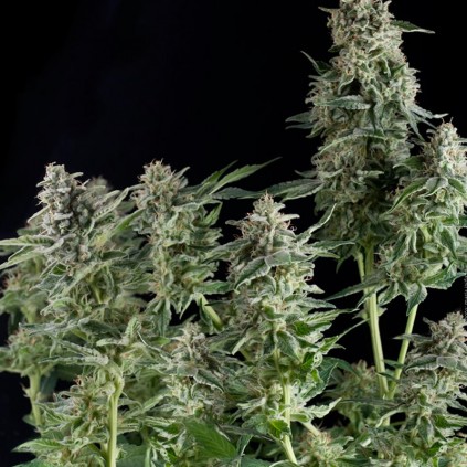 Northern Lights Pyramid Seeds