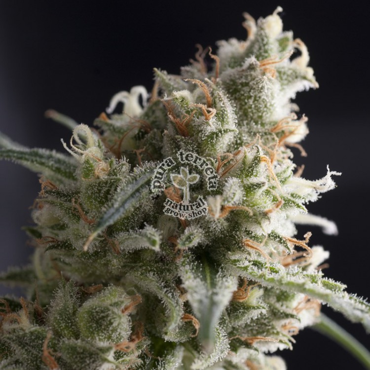 Lennon Pyramid Seeds