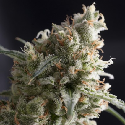 Lennon Pyramid Seeds
