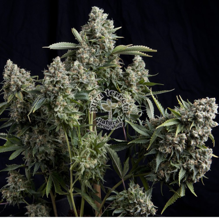 Tutankhamon Pyramid Seeds
