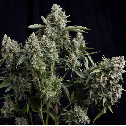 Tutankhamon Pyramid Seeds