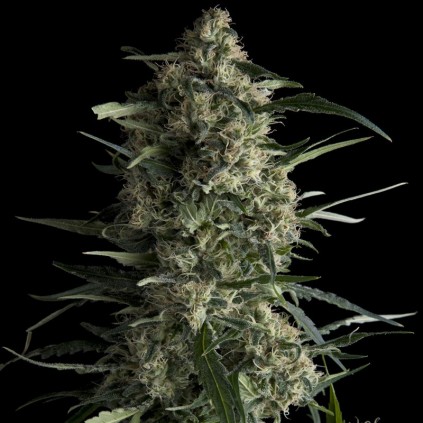 Galaxy Pyramid Seeds