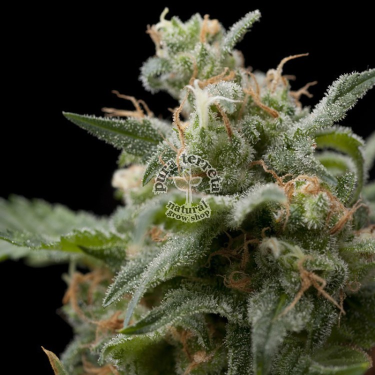 Super Hash Pyramid Seeds