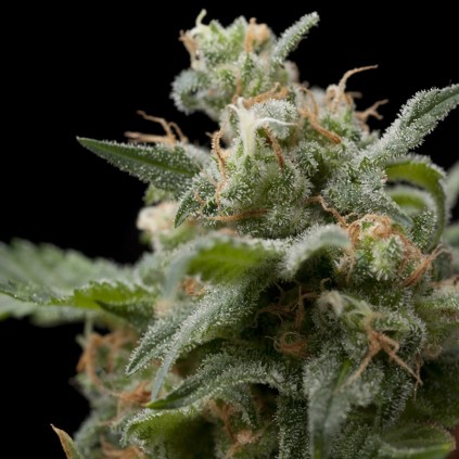 Super Hash Pyramid Seeds