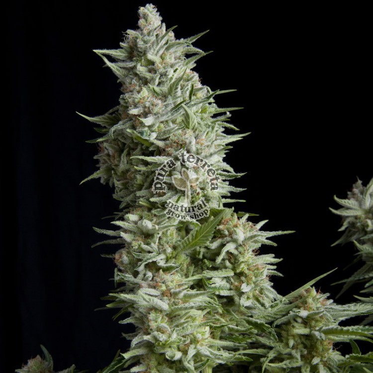 Alpujarreña Pyramid Seeds