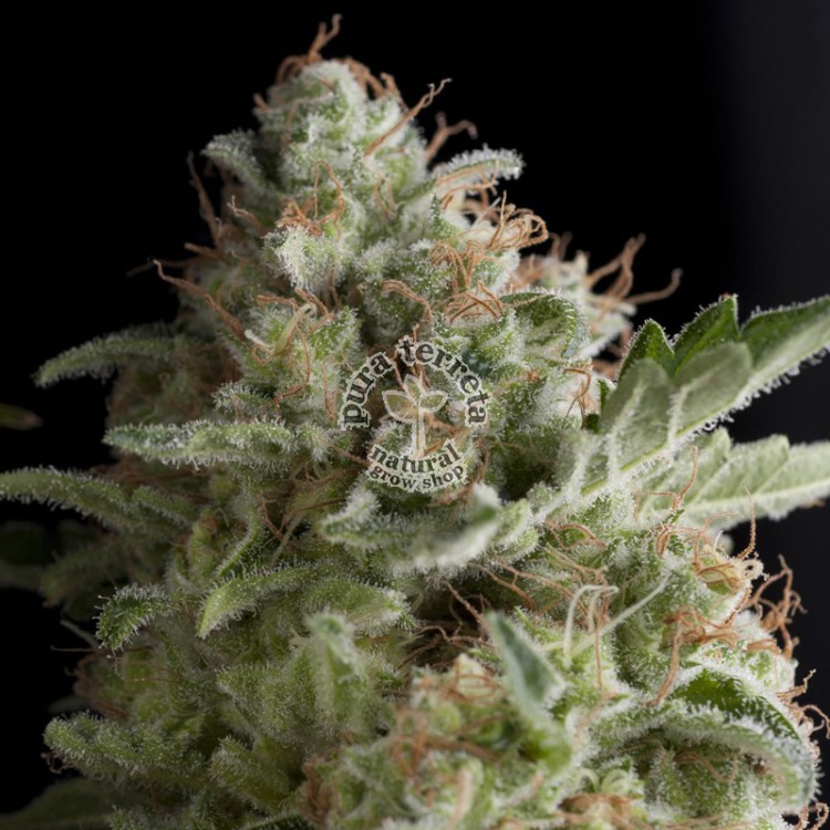 American Pie Pyramid Seeds