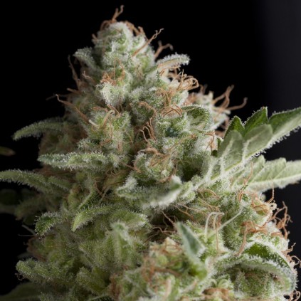 American Pie Pyramid Seeds