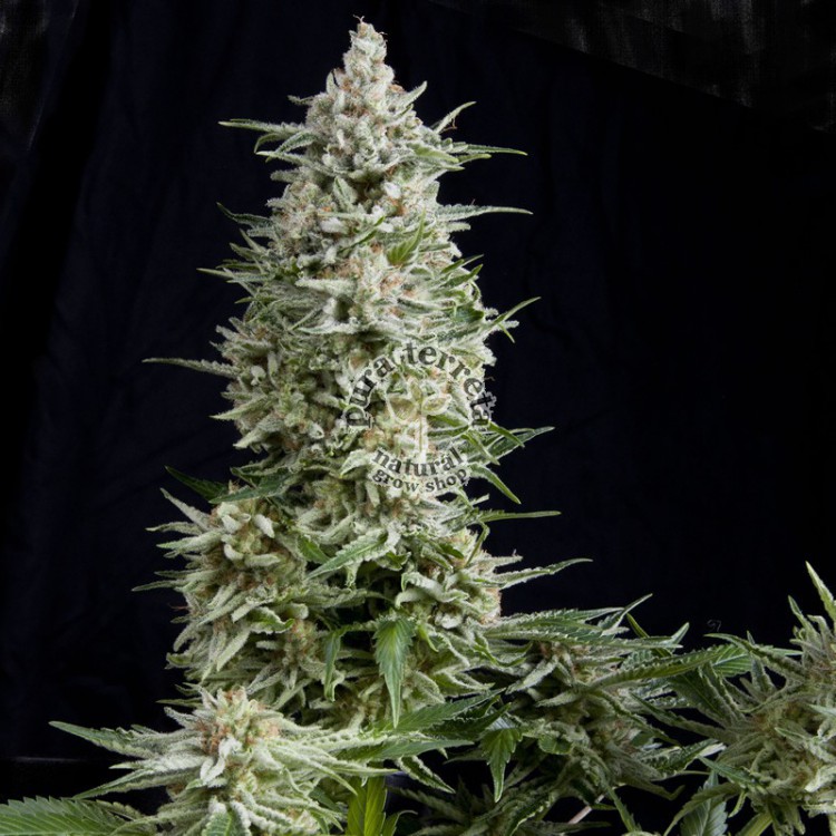 Amnesia Gold Pyramid Seeds