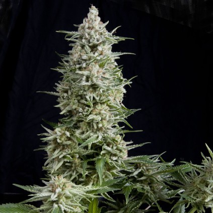 Amnesia Gold Pyramid Seeds
