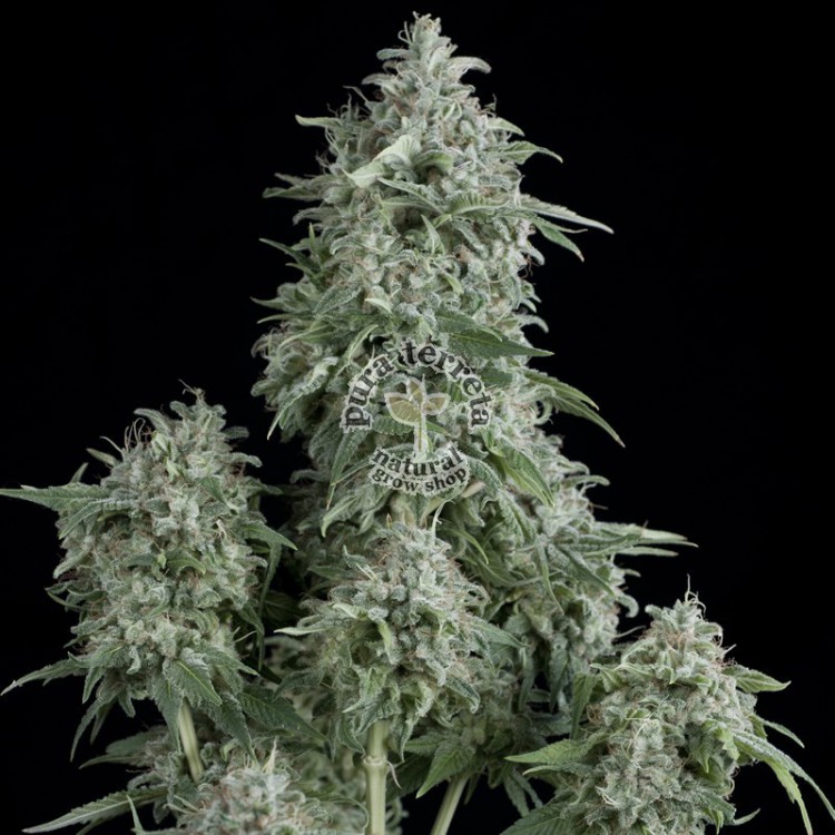 Anubis Pyramid Seeds