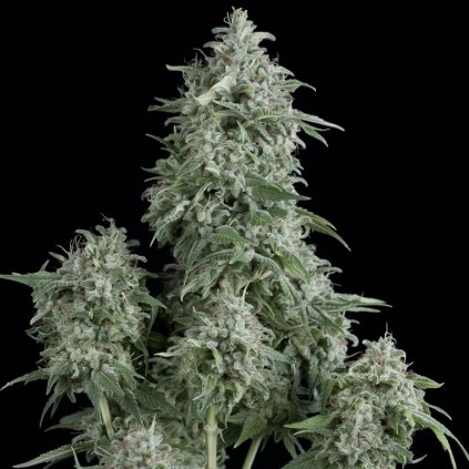 Anubis Pyramid Seeds