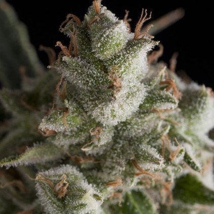 Fresh Candy Pyramid Seeds
