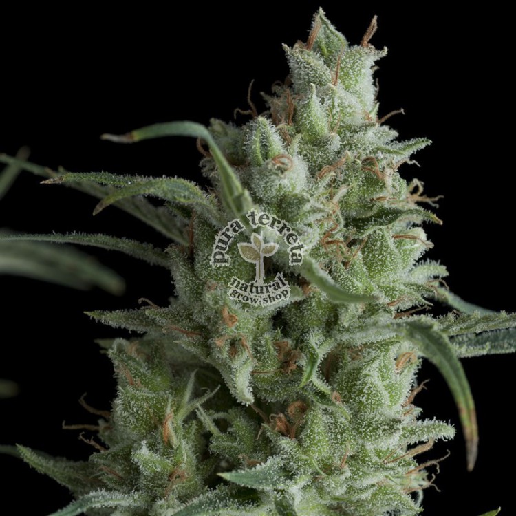 Kryptonite Pyramid Seeds