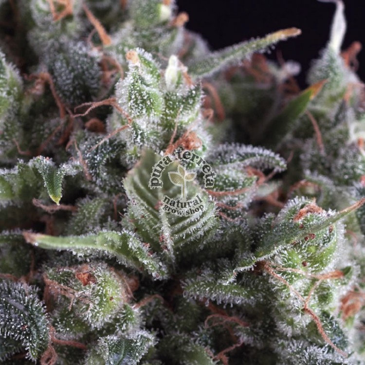 Olympia Pyramid Seeds