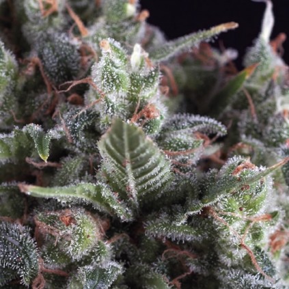 Olympia Pyramid Seeds