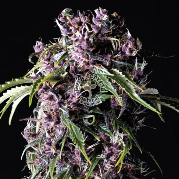 Purple Pyramid Seeds
