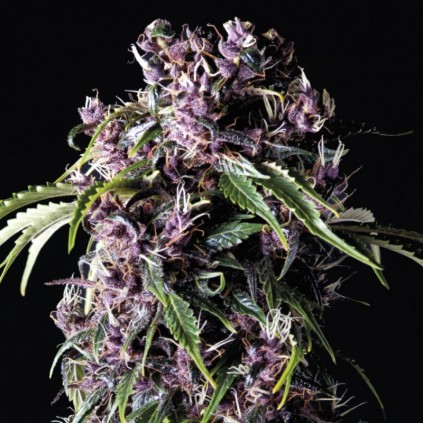 Purple Pyramid Seeds