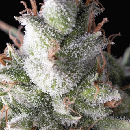 Ramses Pyramid Seeds