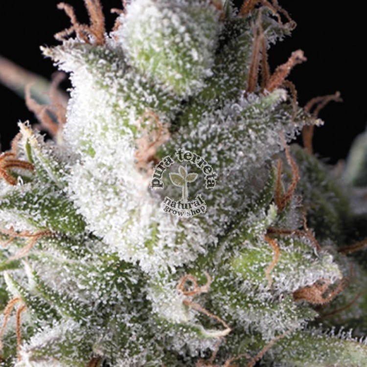 Ramses Pyramid Seeds