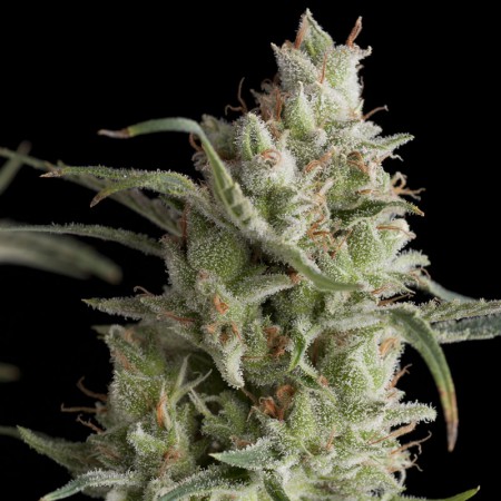 Super OG Kush Pyramid Seeds