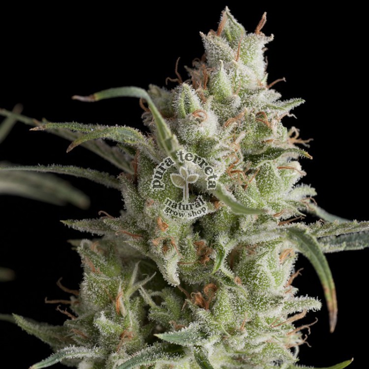Super OG Kush Pyramid Seeds