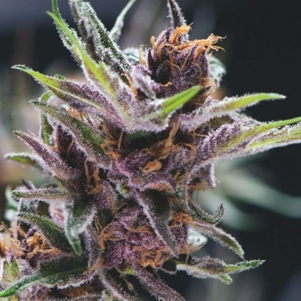 Black Cherry Punch Pyramid Seeds