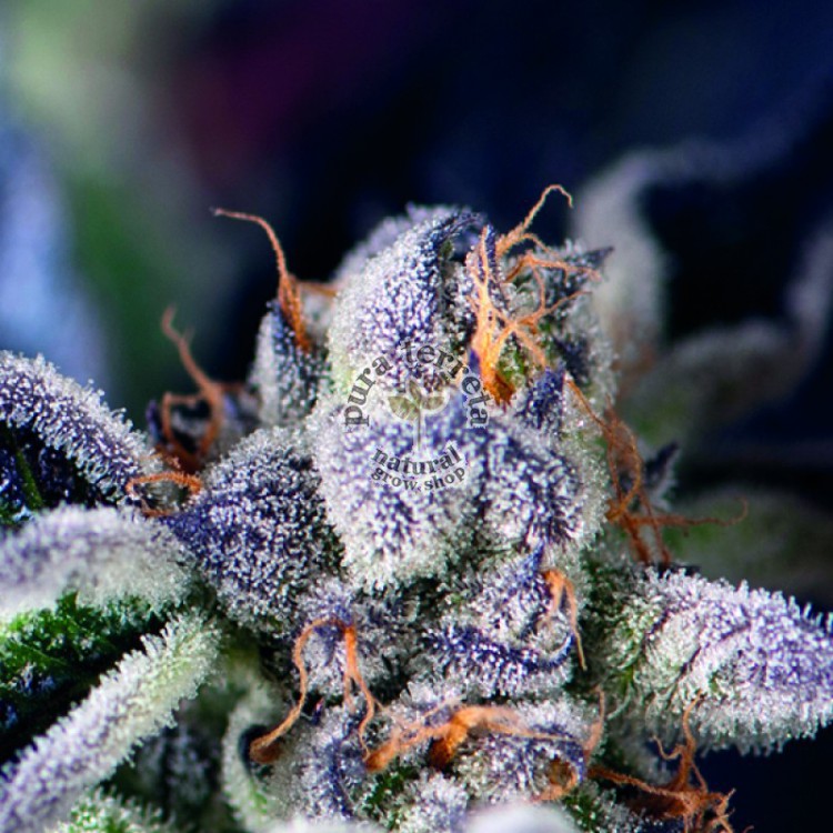 Cookies Usa Pyramid Seeds