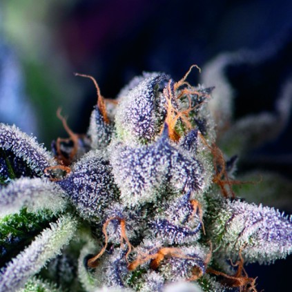 Cookies Usa Pyramid Seeds