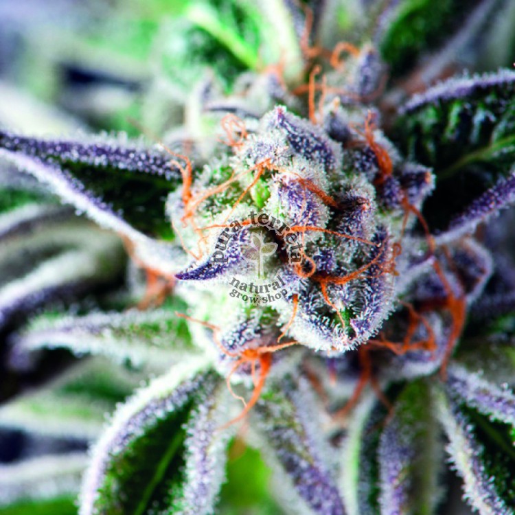 Do-Si-Dos Pyramid Seeds