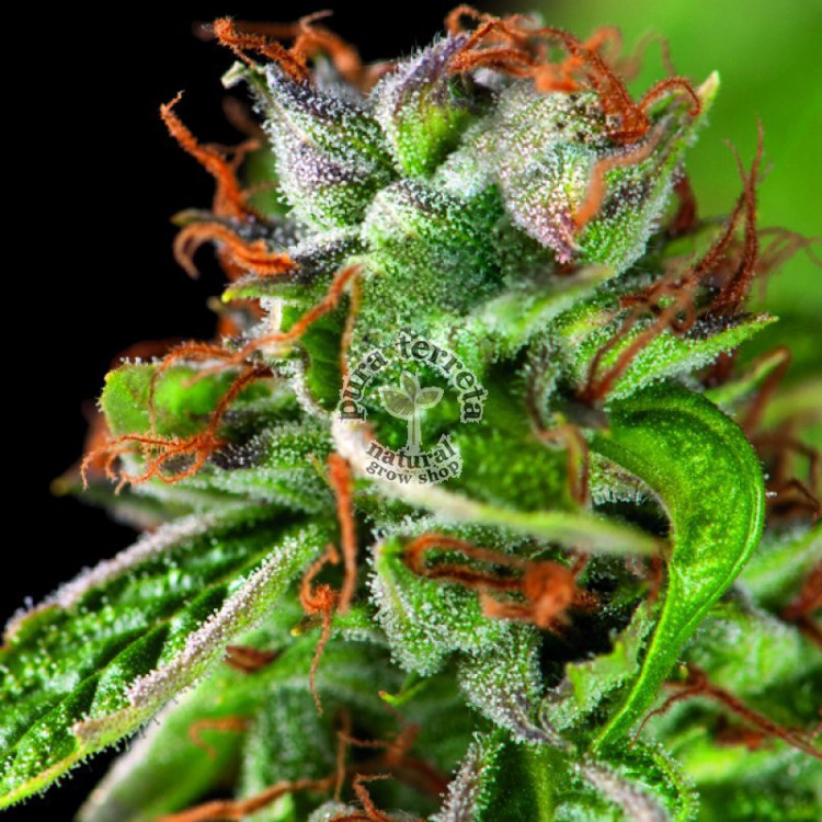 Double OG Haze Pyramid Seeds