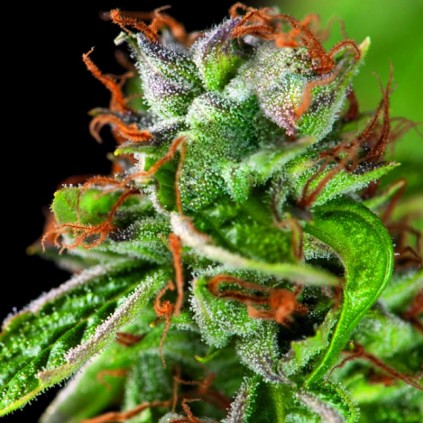 Double OG Haze Pyramid Seeds